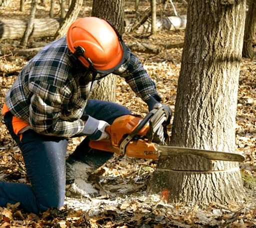 Tree Removal in Manchester Center, VT